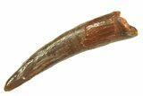 Fossil Pterosaur (Siroccopteryx) Tooth - Morocco #297048-1